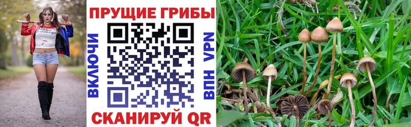 Псилоцибиновые грибы Psilocybine cubensis  мега   Гаврилов Посад 